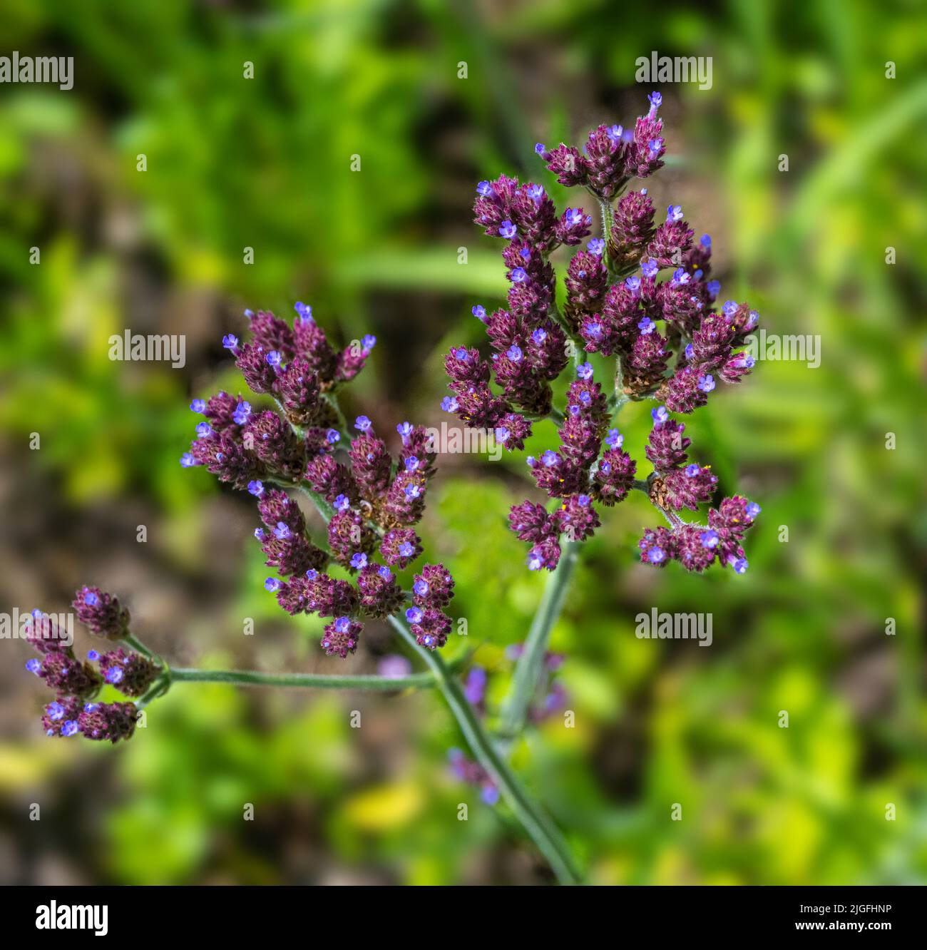 Verbena bonariensis pianta di fiori d'autunno erbacei viola perenni, comunemente conosciuta come top viola o vervain argentino Foto Stock