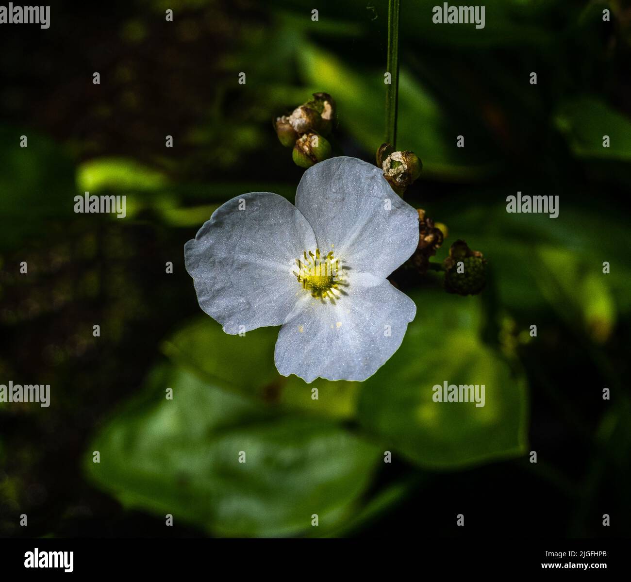 Bruciore strisciante o Echinodorus Cordifolius. Bella piccola fiore bianco di burhead strisciante o Echinodorus Cordifolius è una pianta acquatica Foto Stock