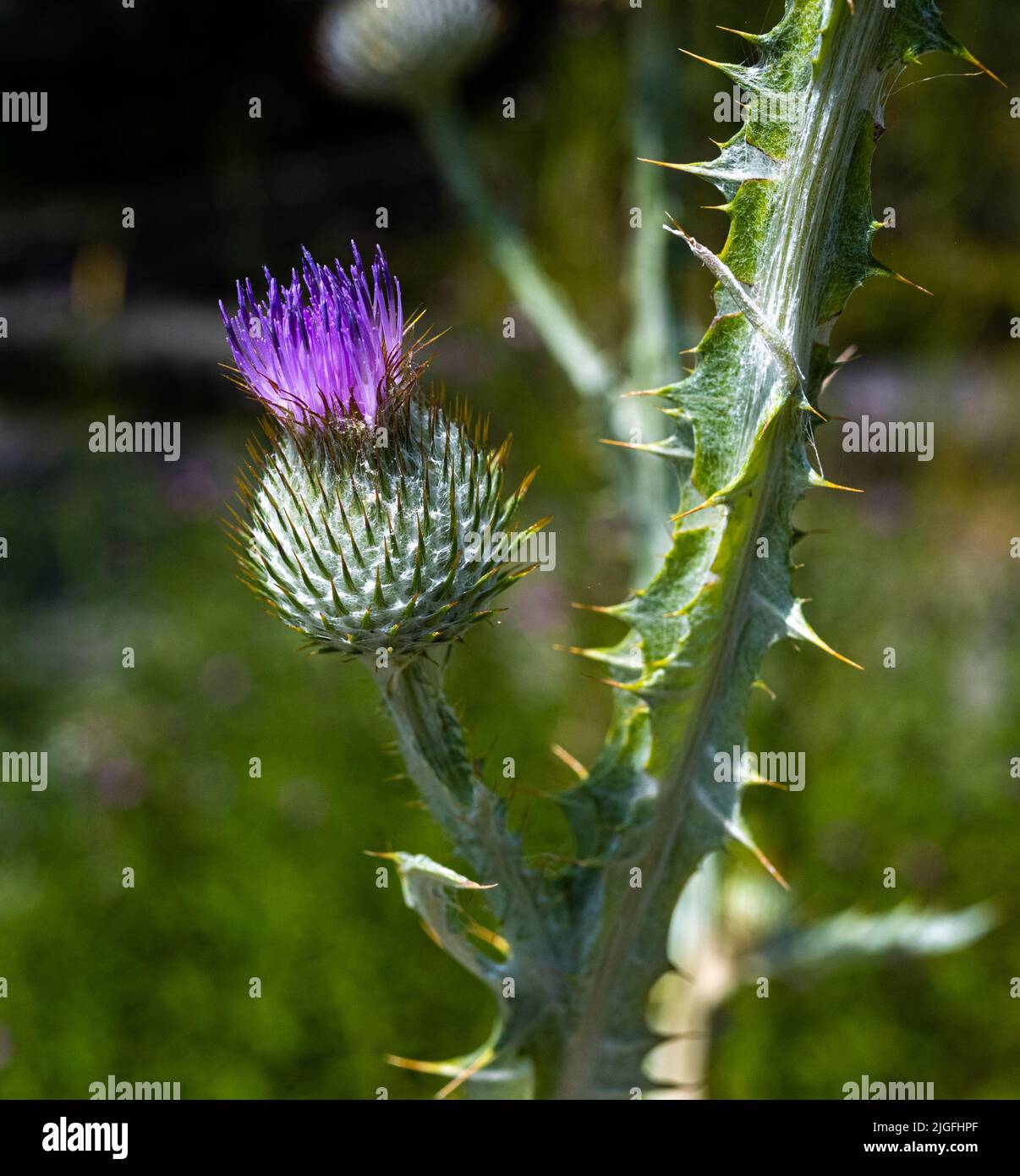 Cotoniera Onopordon acanthium giardino cultivar, close up di flowerhead. Foto Stock
