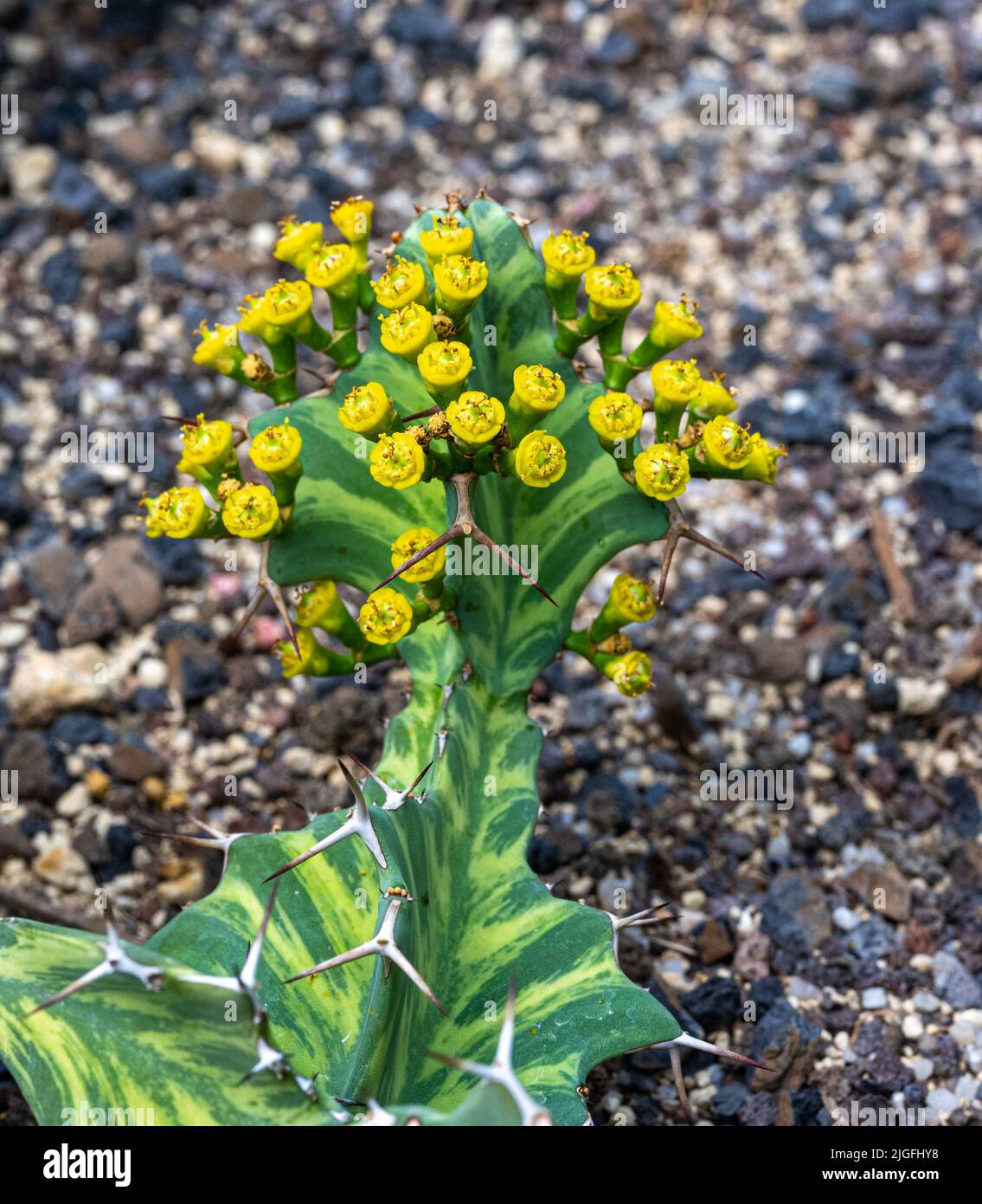 Euphorbia buruana è una specie vegetale del genere Sprurge (Euphorbia) della famiglia delle Sprurge (Euphorbiaceae). L'area di distribuzione comprende la Tanzania, Foto Stock