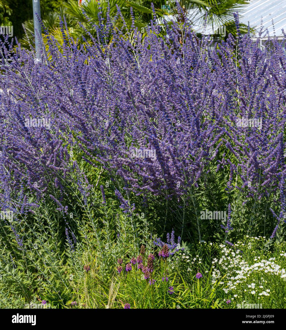 perovskia-salvia-russa-immagini-e-fotografie-stock-ad-alta-risoluzione