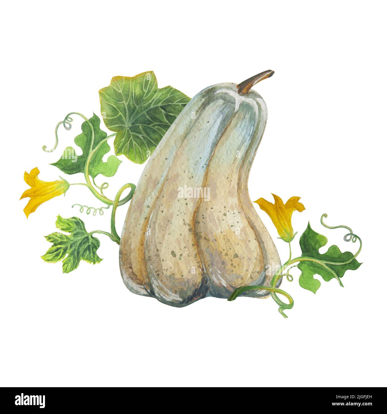 Bella composizione con zucche, foglie di zucche e fiori. Foto Stock