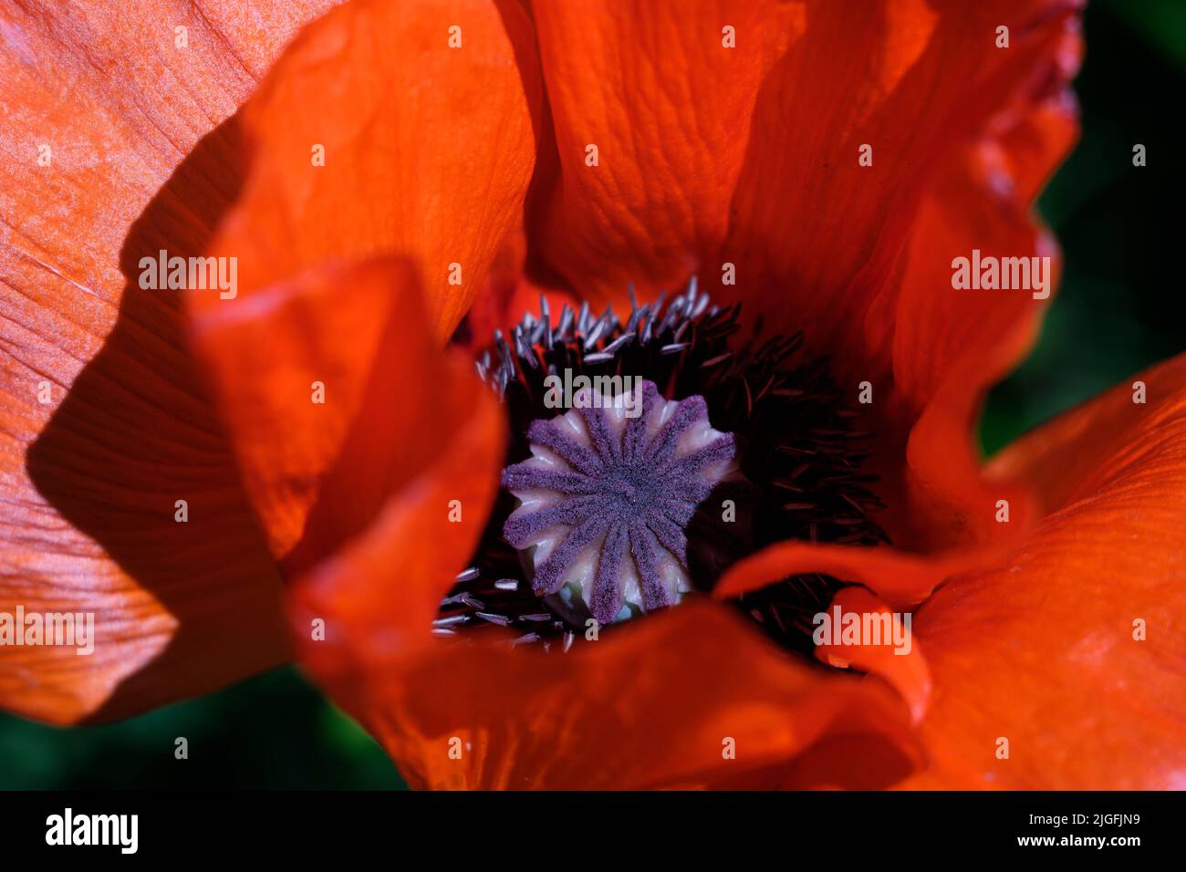 Il papavero da campo con petali aperti e semi in aria Foto Stock
