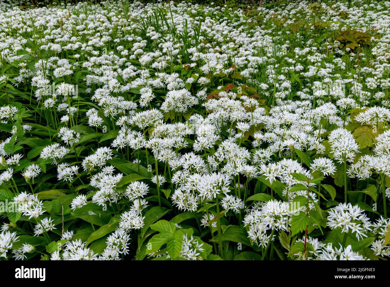 Campo di aglio selvatico (Allium ursinum) da HIDRA, Agder, Norvegia sud-occidentale. Foto Stock