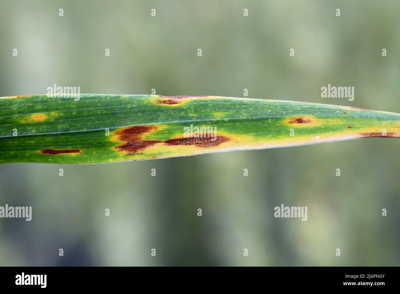 Lesione della macchia fogliare di Settoria (Phaeospaeria nodorum) sulla foglia di grano. Foto Stock