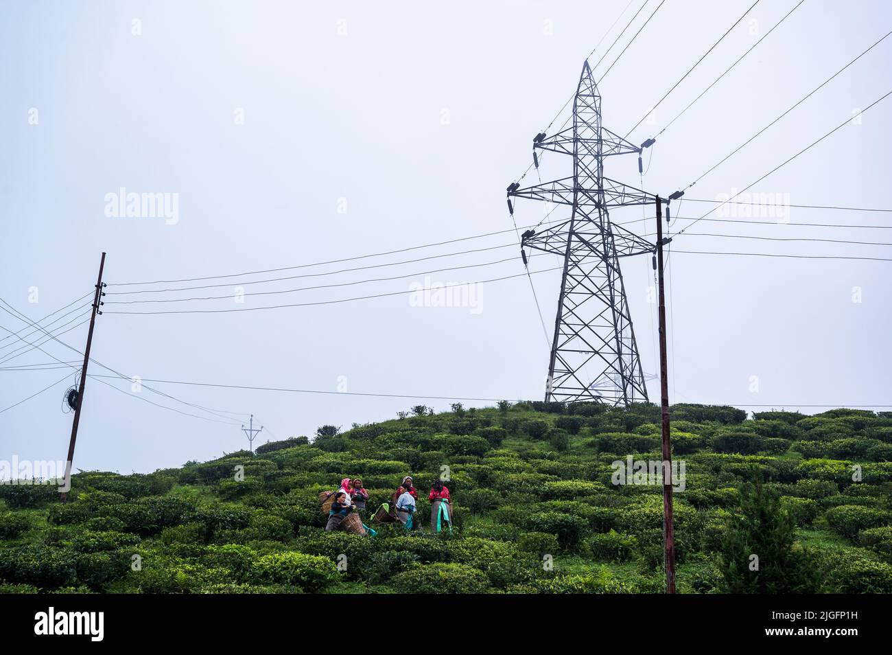 La valle di Mirik è coperta di cespugli di tè durante tutto l'anno. Le donne spoliere di tè strappano le foglie di tè durante le mattine nuvolose monsone nella piccola città del distretto di Darjeeling del Bengala del Nord - Mirik. I poli elettrici di questi giardini sono l'unico mezzo di collegamento elettrico su tutta la collina. Secondo la Darjeeling Tea Association, l'anno precedente la produzione di tè di Darjeeling era di circa 7 milioni di kg e le esportazioni erano nell'ordine di 3-3,5 milioni di kg. Bengala Occidentale, India. Foto Stock