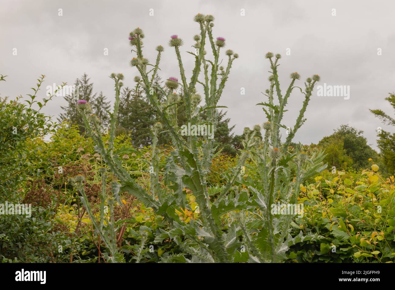 Alte guglie dell'onopordo acanthium, o il cotone, scozzesi, argentini, gigante o regina marys thistle, una pianta biennale che può raggiungere fino a tre m. Foto Stock