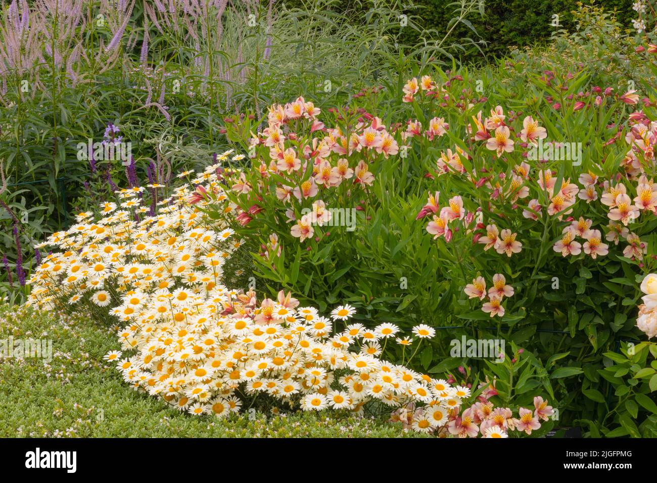 un giardino aiuola con alstromeria, elisabetta la regina madre e anthemis tintoria limone ghiaccio in prima linea della mostra Foto Stock