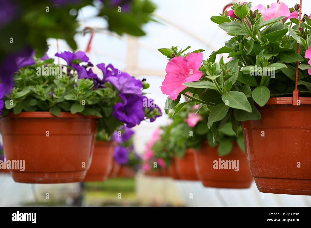 Petunia fiorita nella serra. Appendere vasi di fiori in una serra, primo piano Foto Stock