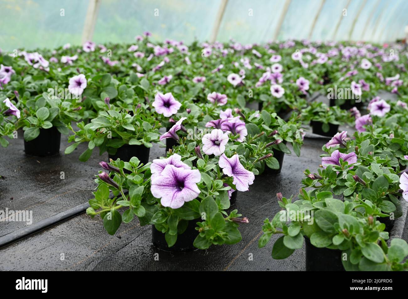 Piantine di fiori di petunia con irrigazione a goccia, primo piano. Concetto di produzione di fiori in serra Foto Stock Piantine di fiori di petunia con irrigazione a goccia, primo piano. Concetto di produzione di fiori in serra Foto Stock