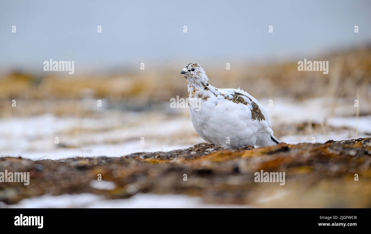 Ritratto di femmina, bianco Svalbard Rock Ptarmigan (Lagopus muta hyperborea) in primavera Foto Stock