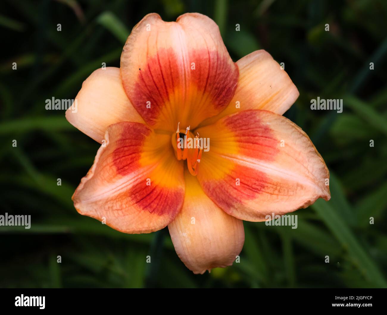 Peach Day Lily flower, Hemerocallis fulva, su un lussureggiante sfondo verde fogliame in primavera o in estate, Lancaster, Pennsylvania Foto Stock