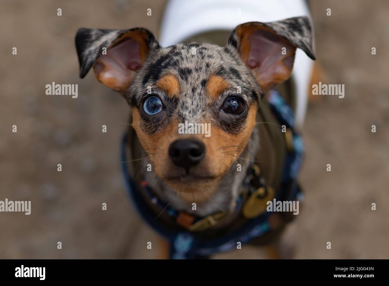 Chihuahua Pinscher si mescola con eterocromatia e camice merle Foto Stock