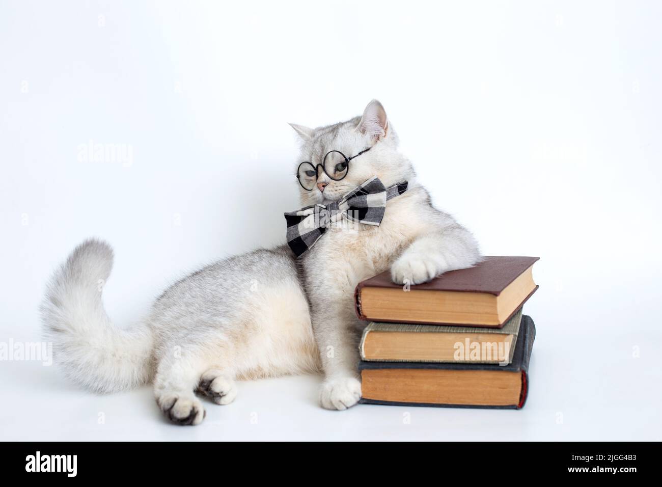 gatto britannico bianco in una cravatta di prua grigia e occhiali, si trova su una pila di vecchi libri, guardando via Foto Stock