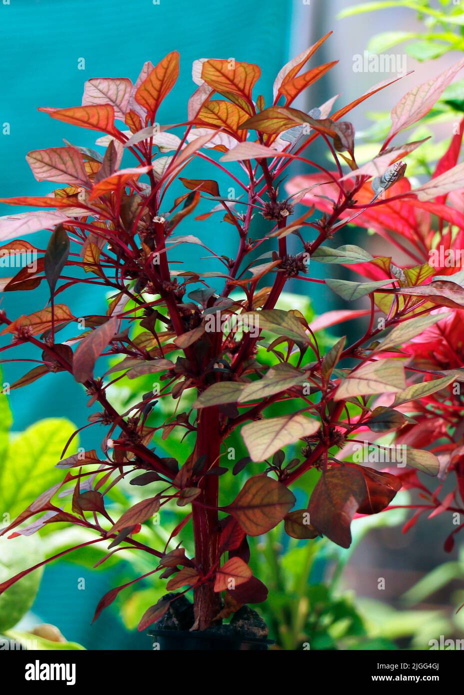 spinaci rossi sani anche conosciuti come amaranto in un giardino di vivaio Foto Stock