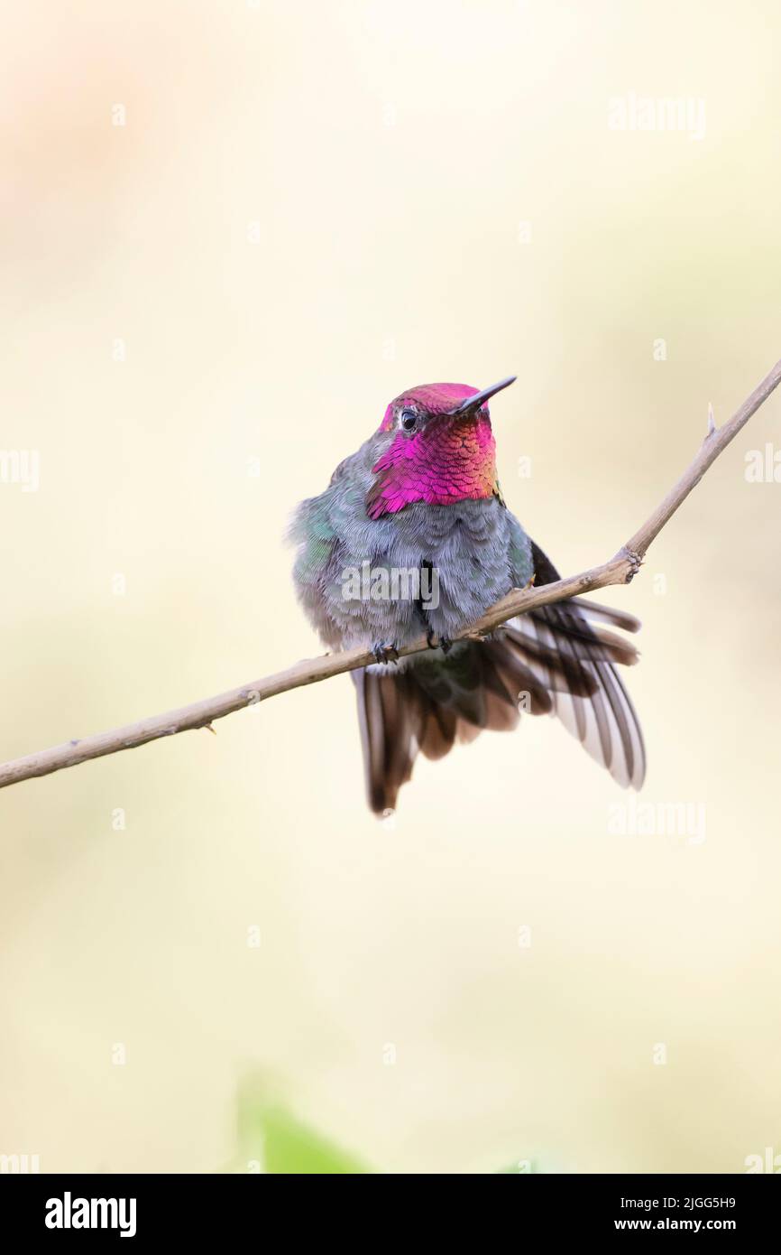 Calypte anna, un coloratissimo Hummingbird maschile per adulti, mostra un gorget iridescente mentre arroccato nella valle di San Joaquin. Foto Stock