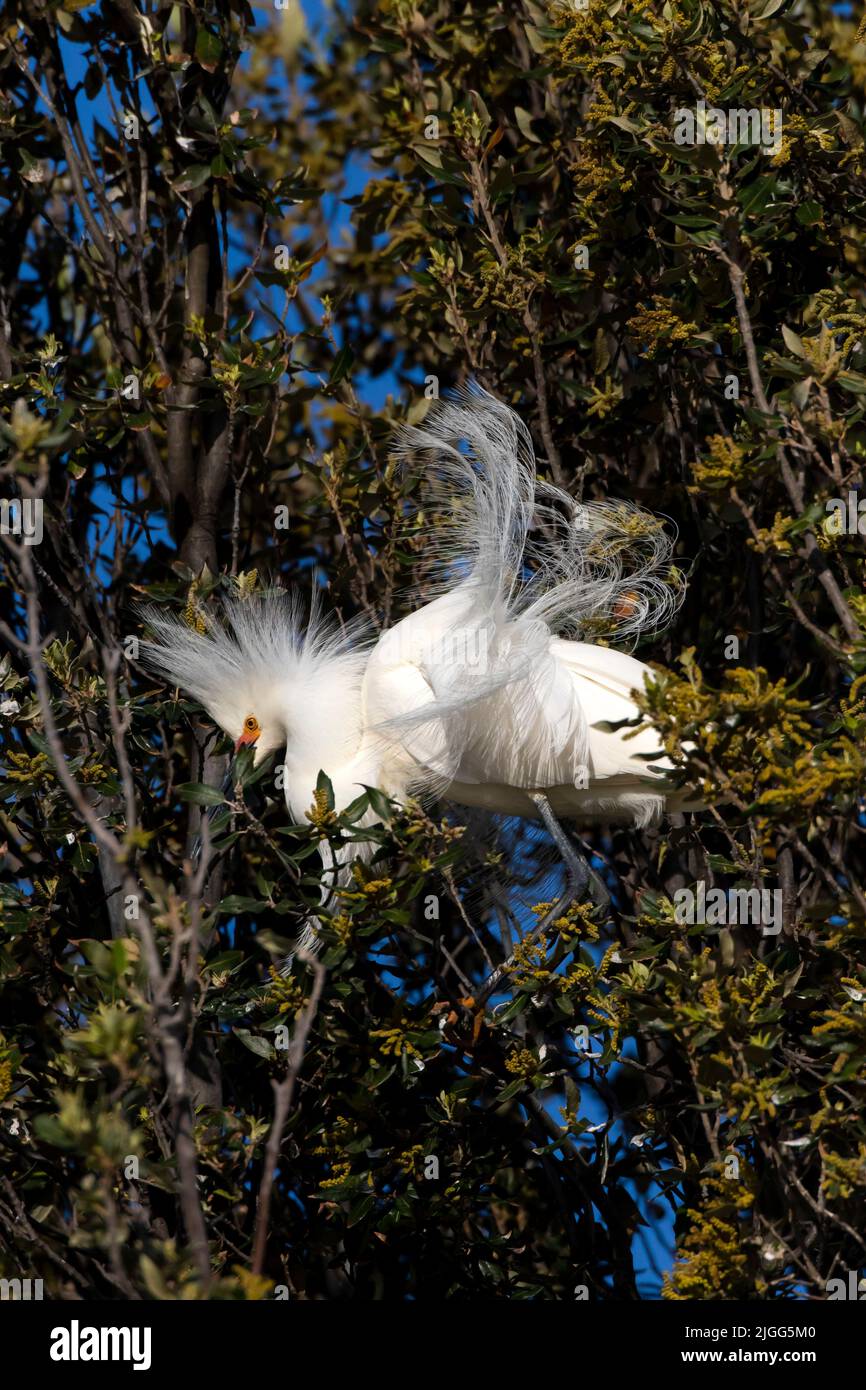 Un Egret Snowy, Egretta thula, mostra i suoi pennacchi su un nido in una colonia coloniale nella valle di San Joaquin, CA. Foto Stock