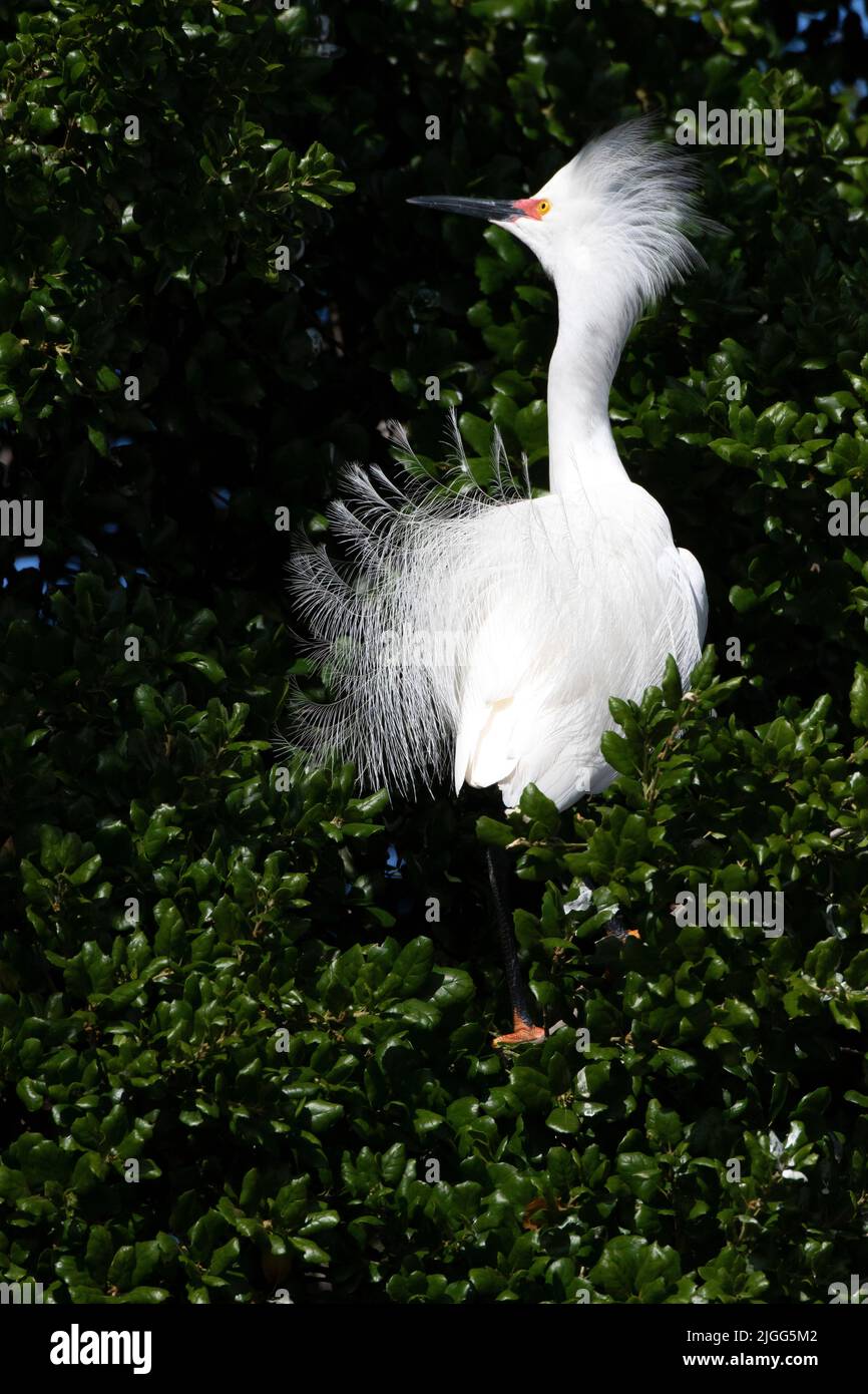 Snowy Egret, Egretta thula, che mostra il crollo nel sito di nidificazione in habitat ripariano nella prateria Ecological Area, CA. Foto Stock