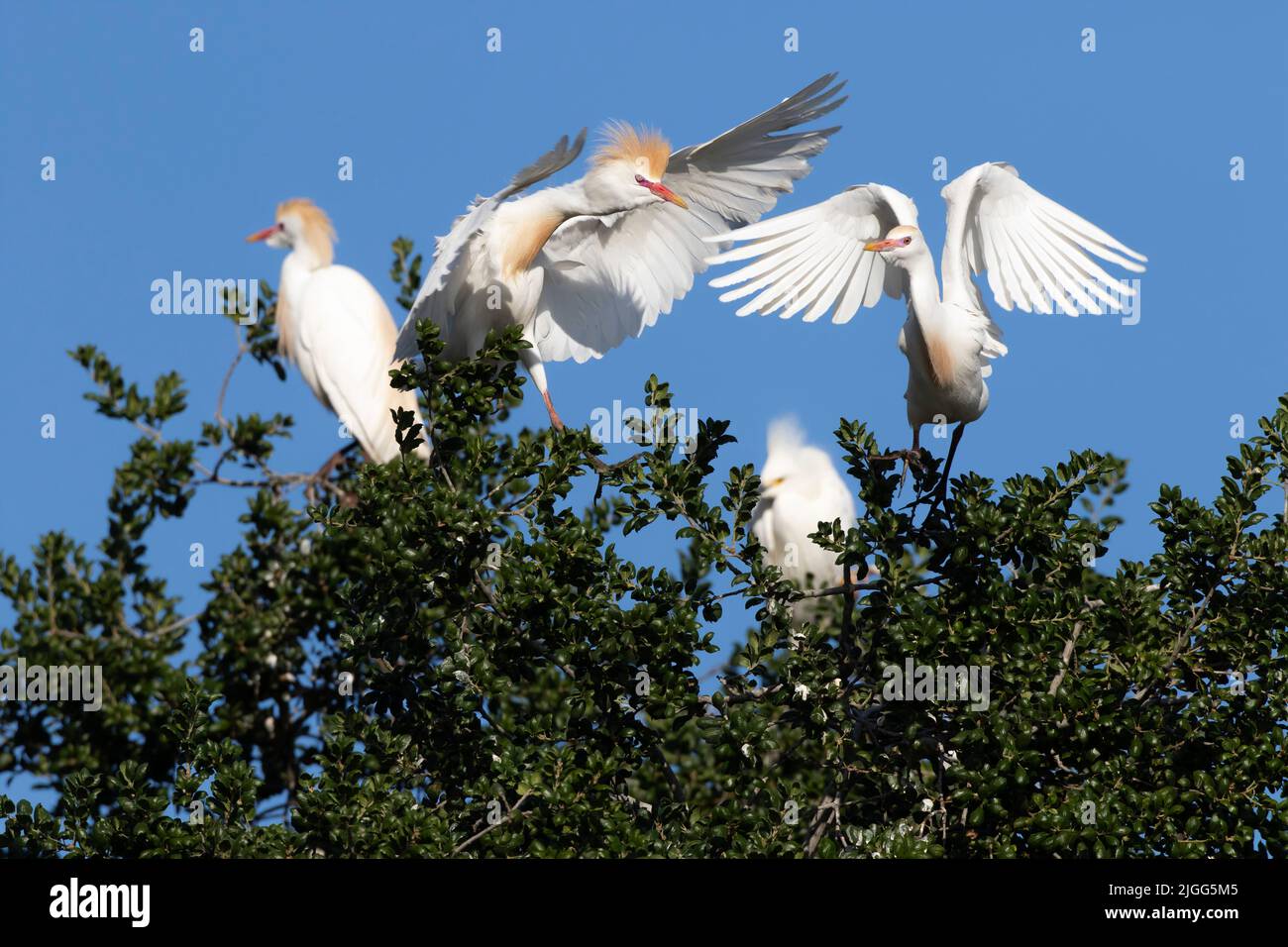 Cattle Egrets, Bubulcus ibis, lotta per lo spazio in cima a una colonia ripariale di nidificazione nella San Joaquin Valley in California. Foto Stock