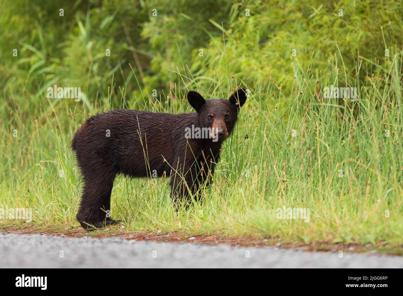 Orsetto nero bagnato in erba alta in Carolina del Nord, Stati Uniti Foto Stock