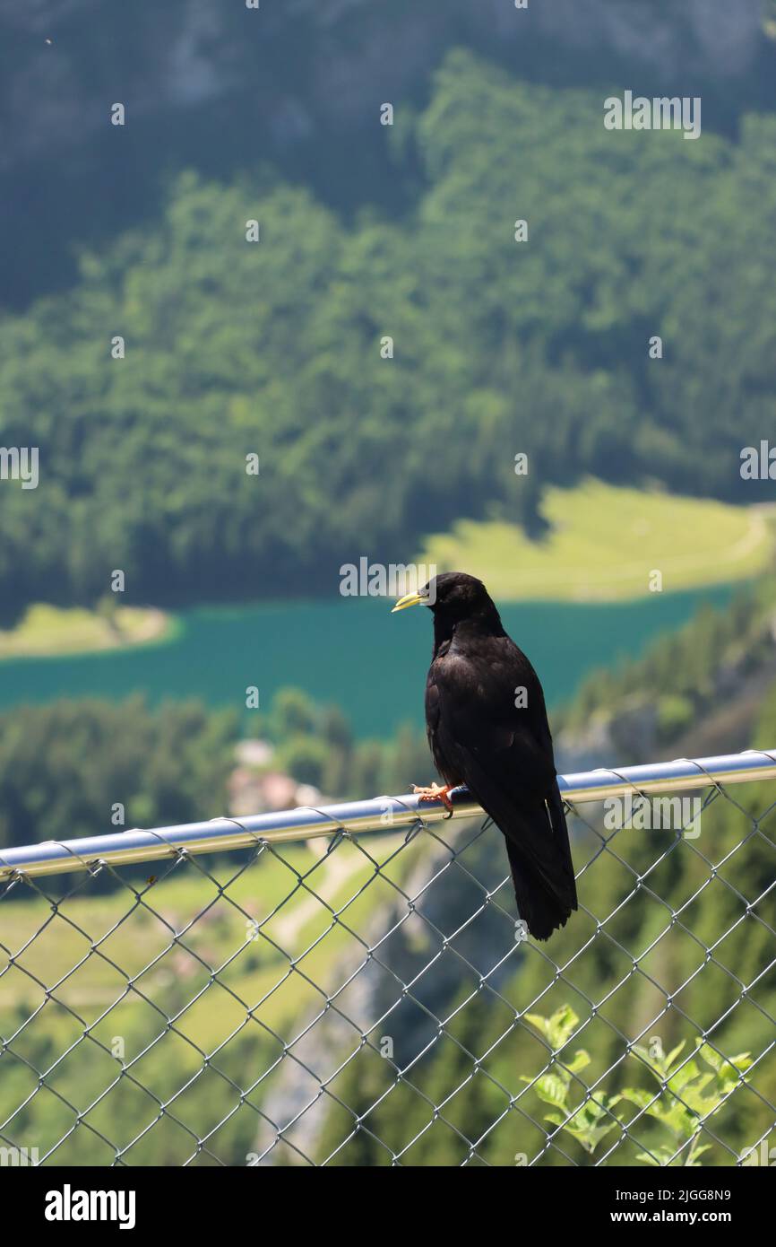 jackdaw nelle alpi svizzere in una giornata di sole con cielo blu. questa felice daw si gode l'estate in un ambiente alpino con sfondo di montagna ghiacciata e lago Foto Stock