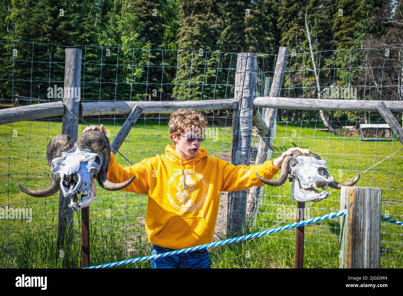 06-21-2022 Fairbanks Alaska USA giovane uomo in occhiali da sole e capelli ricci con mano su due muschi di buoi cranio-maschio e femmina durante il tour a Large Animal R Foto Stock