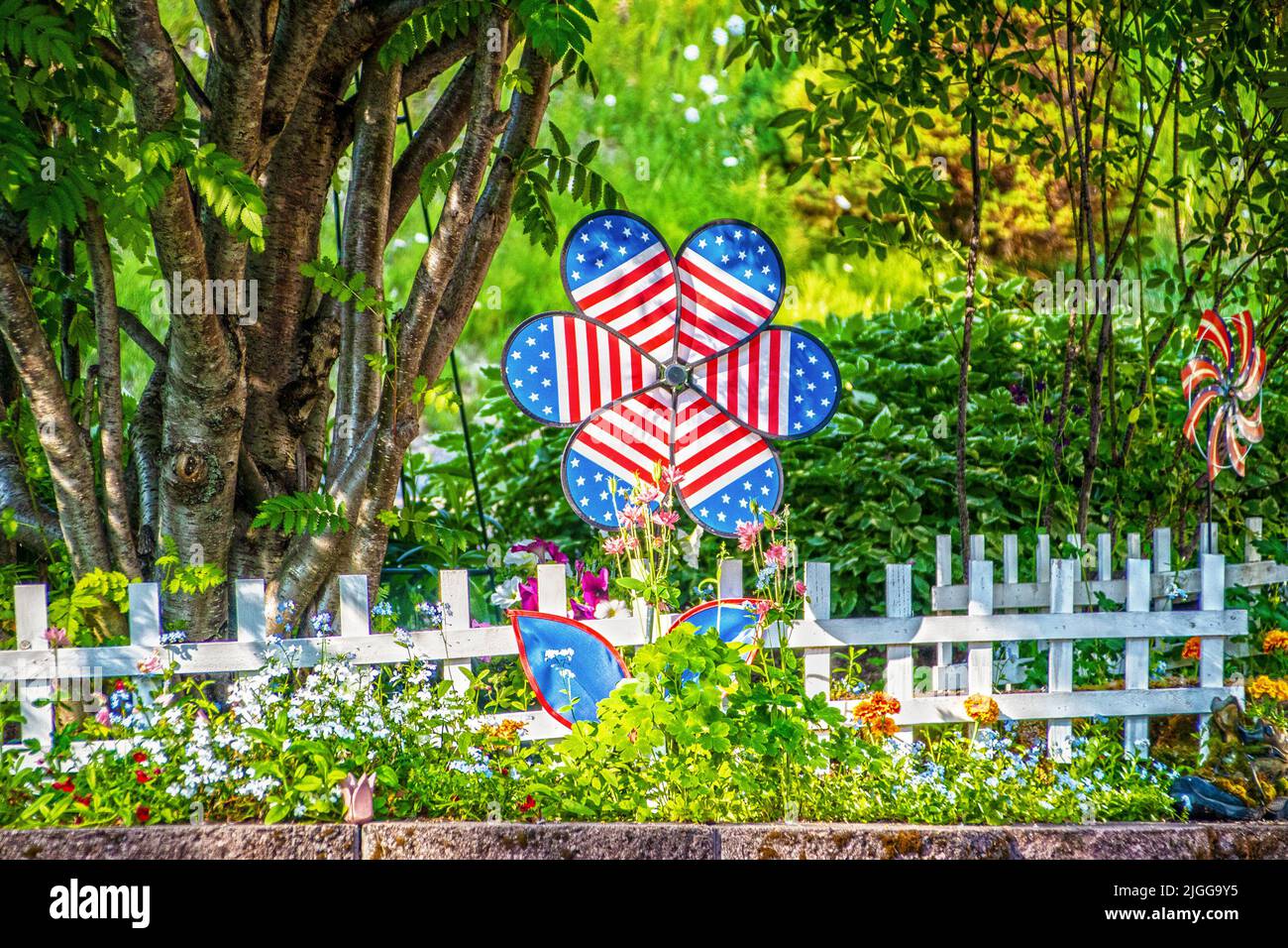 Rosso Bianco e blu Patriotic girello fiore in giardino da bianco picket recinto con alberi e shubbery dietro Foto Stock