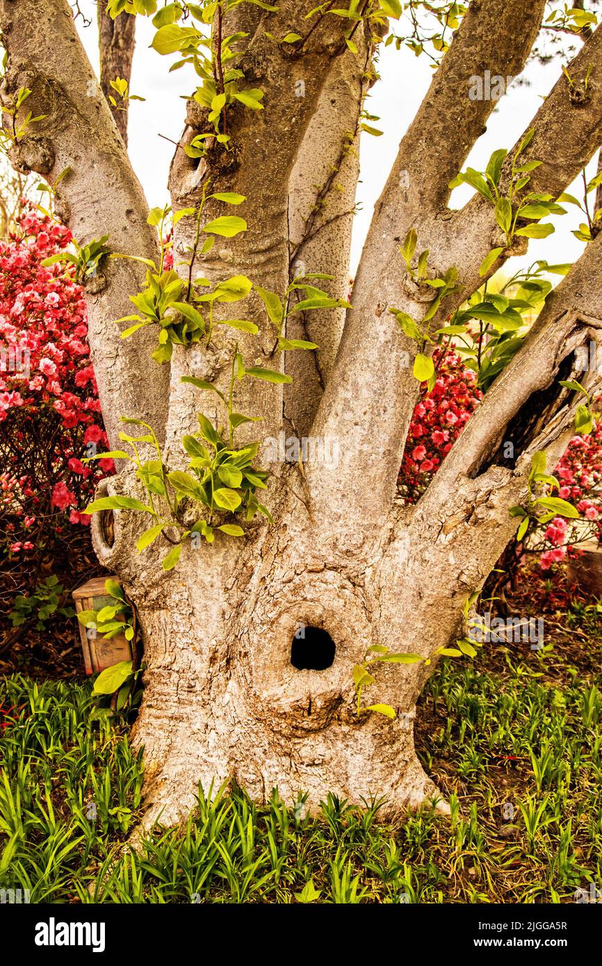 Albero urlante - albero che si dirama in più tronchi ha due nodi che sembrano bocche urlanti - Closeup con le azeleas rosa dietro Foto Stock