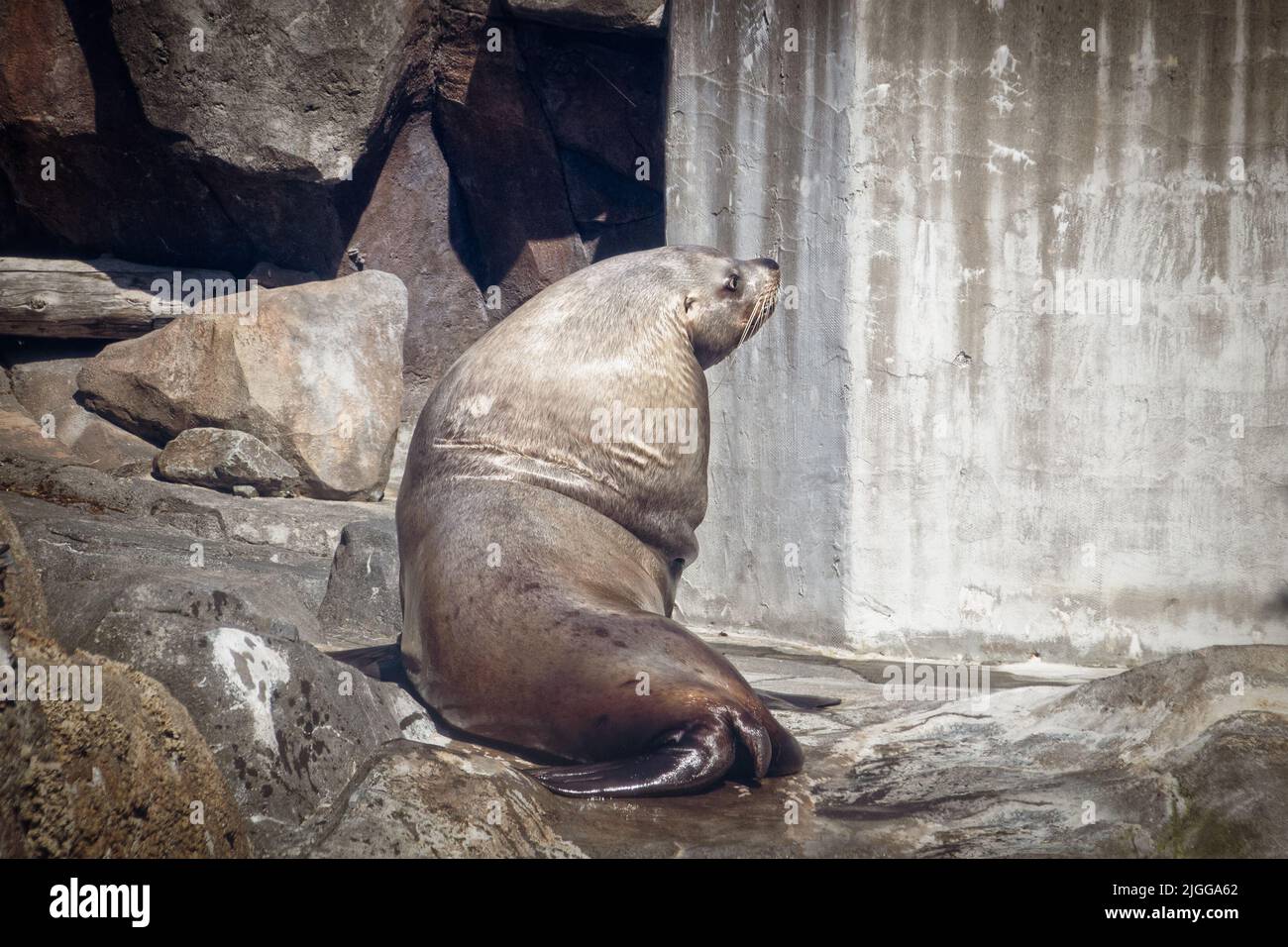 Leone di mare nel centro del Sealife che guarda sopra la sua spalla mentre riposa sulle rocce dopo il nuoto rotondo e rotondo nella sua piscina Foto Stock