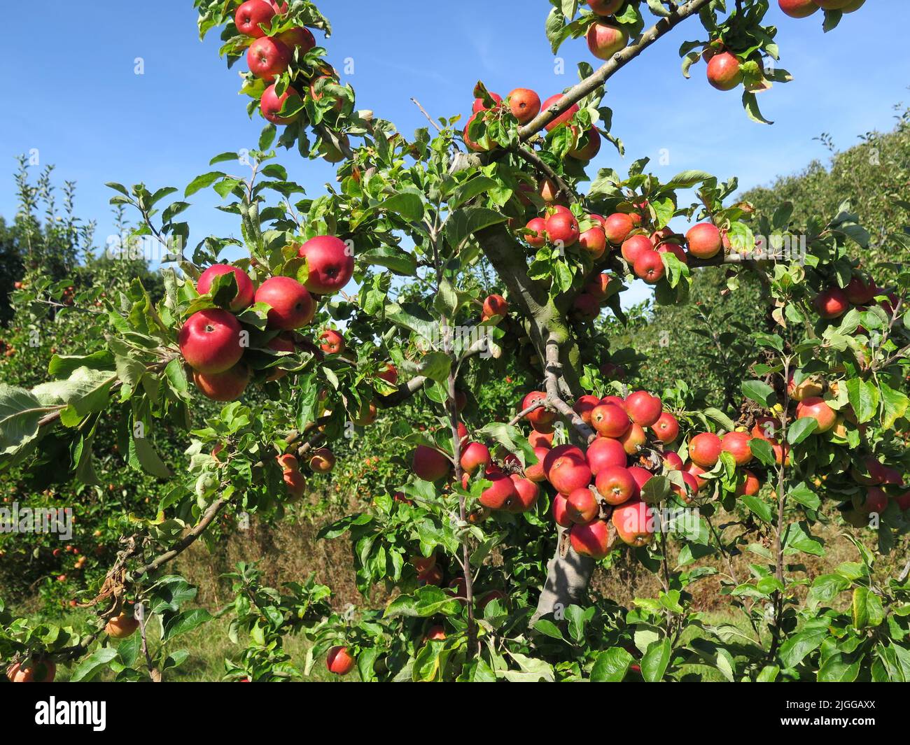 Frutteto in Inghilterra, albero di frutta di mela. Mele rosse sull'albero. Frutticoltura, tempo di raccolta, frutta locale nel Regno Unito. Stagione di raccolta della mela Foto Stock