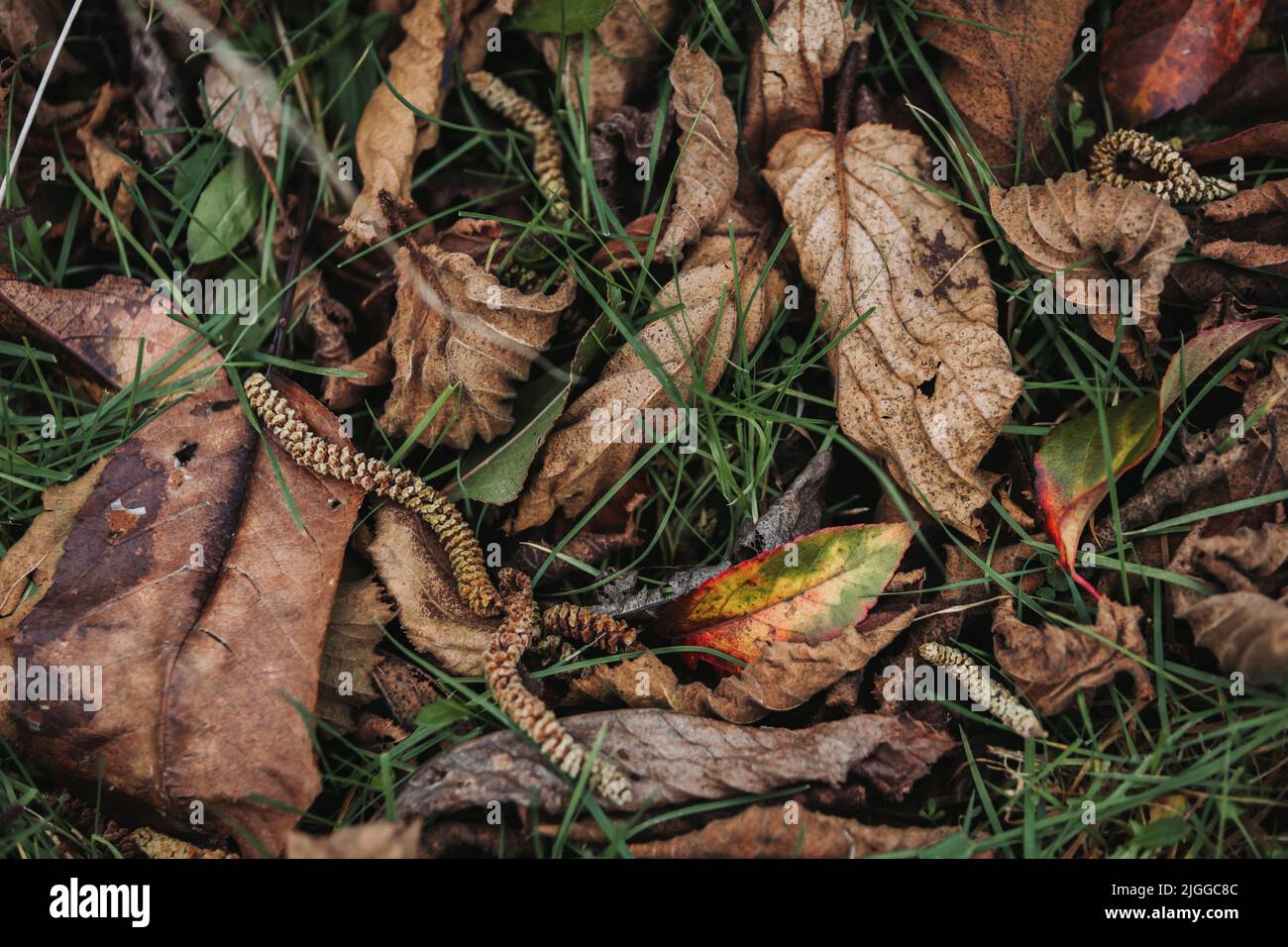Sfondo di foglie marroni cadute. Trama autunnale. Foto Stock