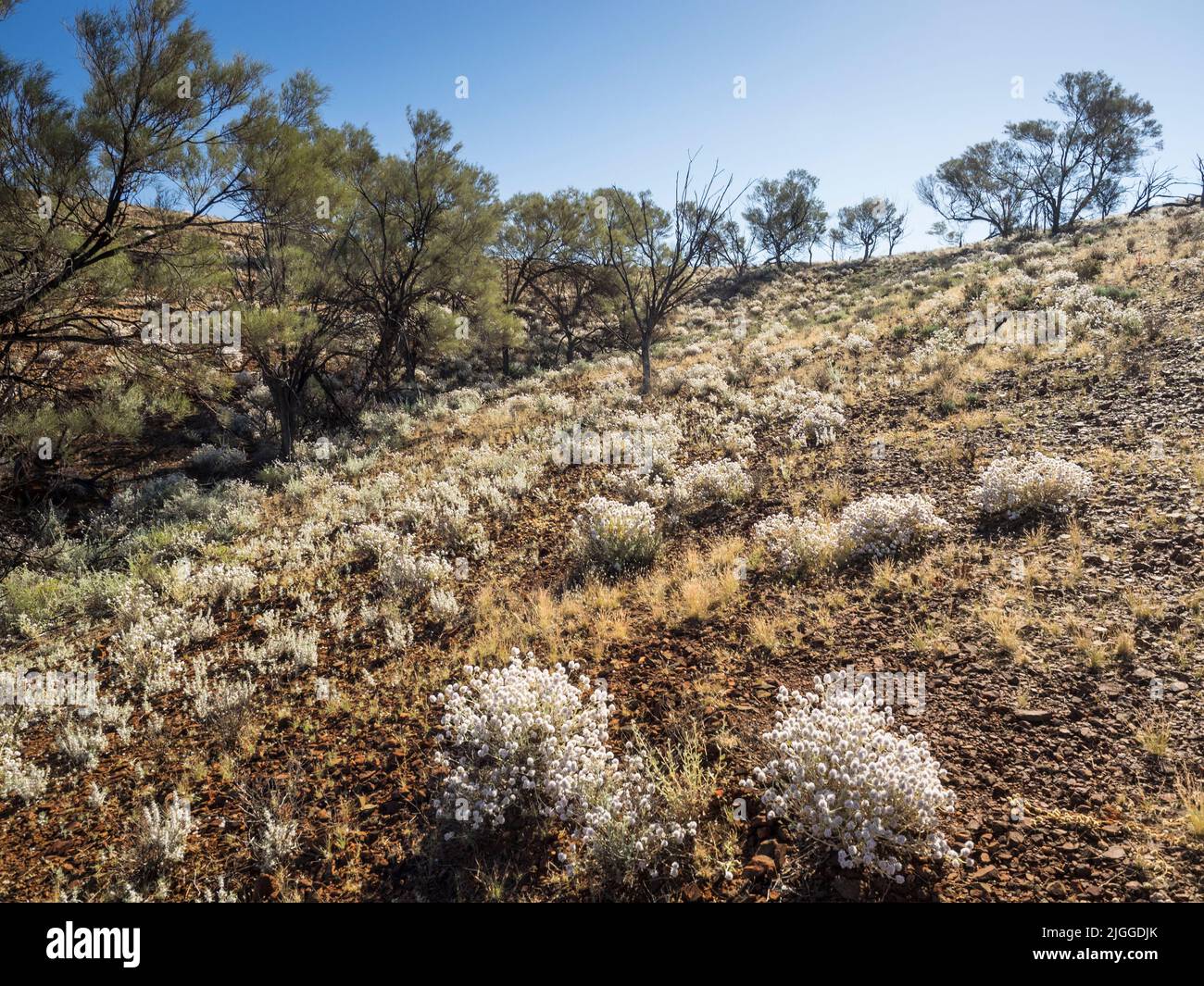 I fiori selvatici tappano un pendio su una piccola collina su un' isola nella distesa vuota del Lago di Ballard, famoso per il 'Salt People' di Sir Antony Gormley. Foto Stock