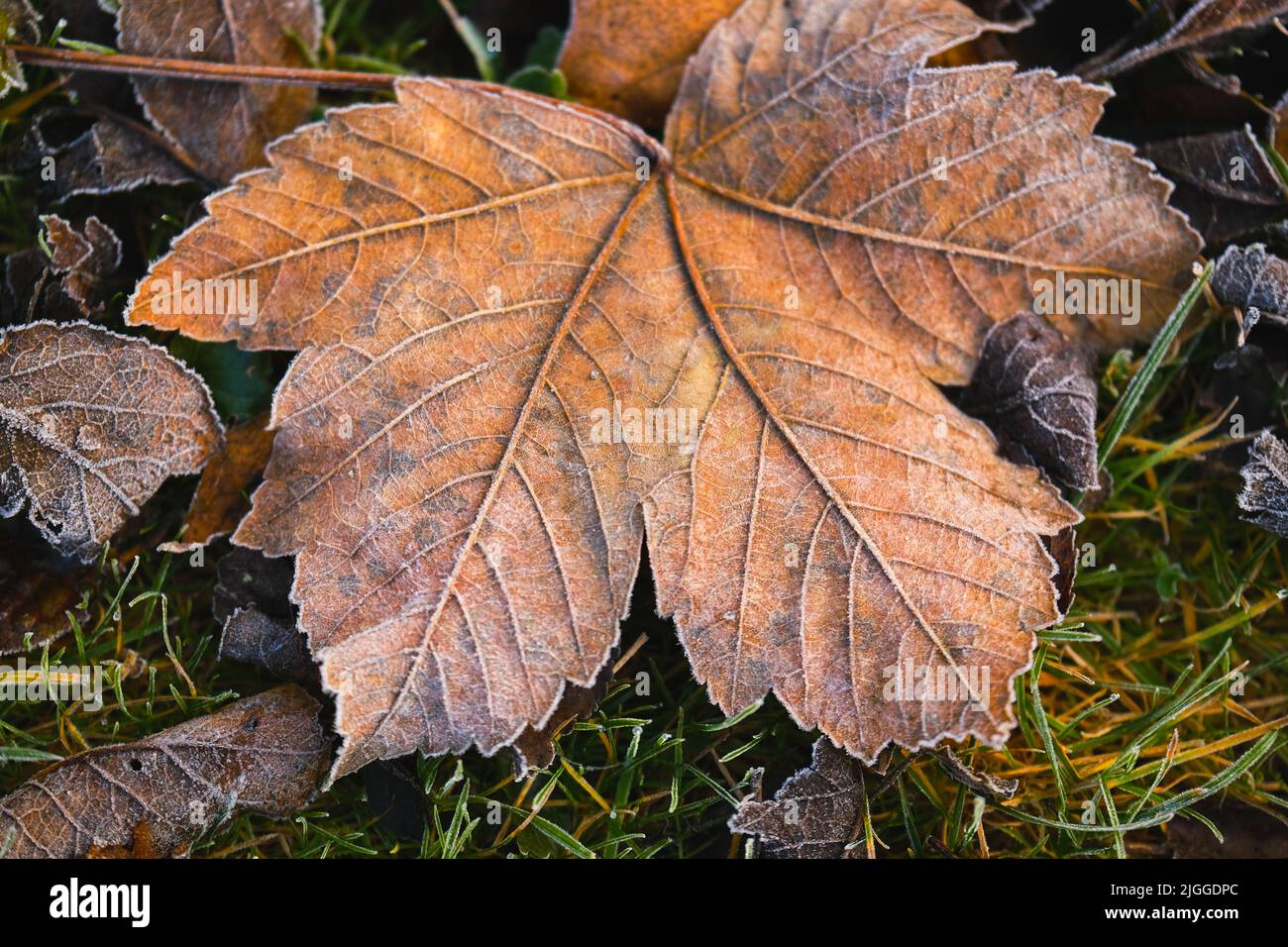 Gelate autunnali. Autunno foglie di acero in gelo.fine autunno.autunno natura autunno. Foto Stock