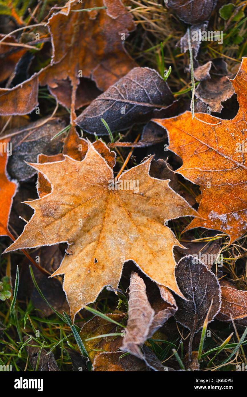 Gelate autunnali. Autunno acero foglie in gelo.tardo gelido autunno. Foto Stock