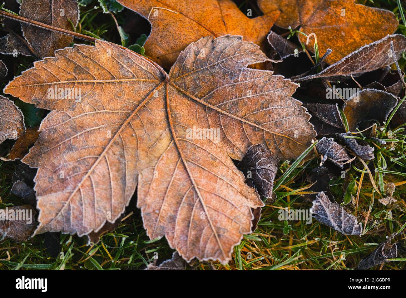 foglie di acero in frost.Late autumn.Autumn natura. Foto Stock