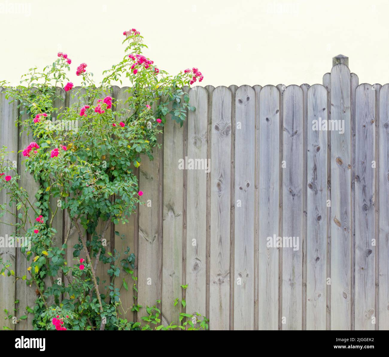 Sfondo con un cespuglio di rose rosa e una recinzione in legno in formato orizzontale Foto Stock
