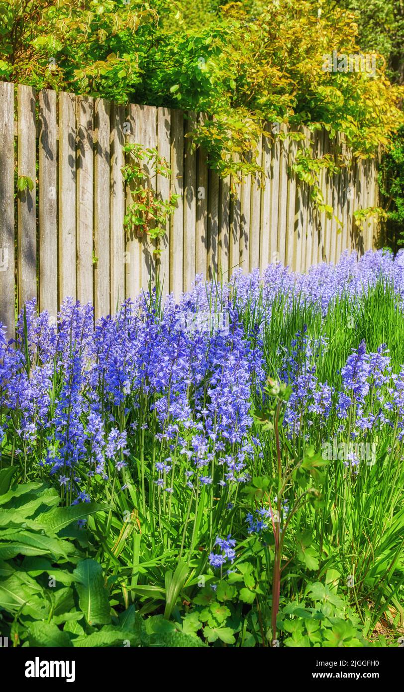 Primo piano di campanello azzurro fresco che cresce in un giardino verde in primavera con uno sfondo di legno recinto. Fiori viola che fioriscono e fioriscono in armonia con Foto Stock