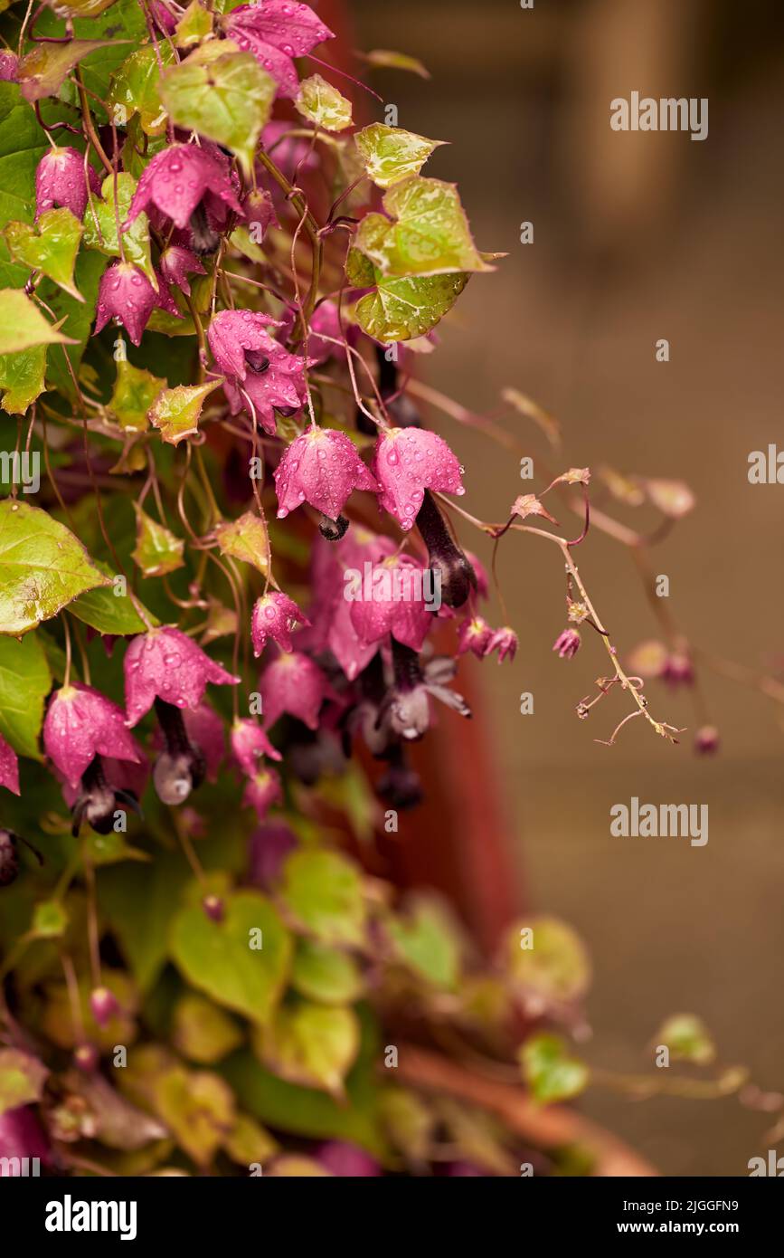 Closeup di serpenti viola testa fritillari fiori che crescono e fioriscono su steli verdi in un campo remoto, prato o giardino di casa. Dettagli testurizzati di Foto Stock