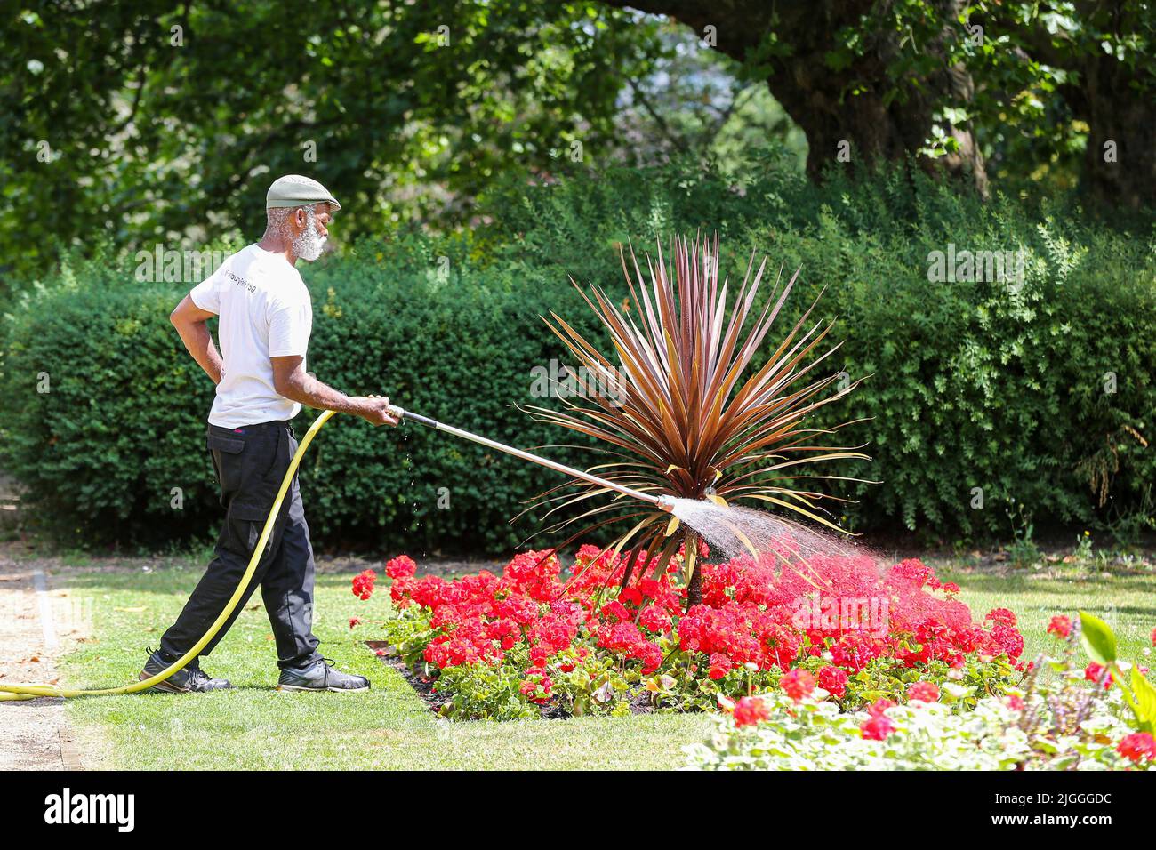 Londra, Regno Unito. 08th luglio 2022. Un giardiniere bagnera i fiori  usando un tubo di porcini. Mentre l'ondata di caldo continua, ci sono  timori di carenza d'acqua e di un divieto di