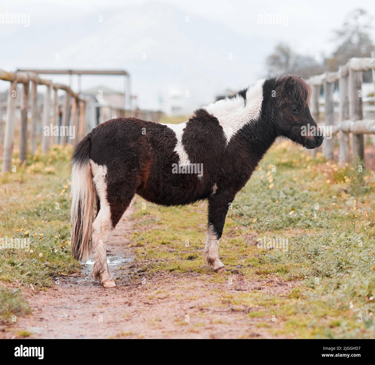 Un pony è un sogno d'infanzia, un pony in piedi in una fattoria. Foto Stock