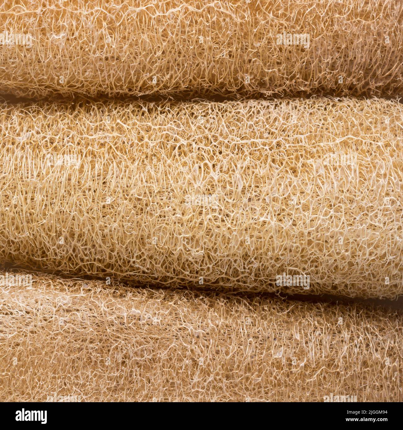 primo piano di luffa di zucca secca o di loofah o di zucca di spugna, nota anche come spugna vegetale o zucca di straccio, sfondo astratto di scrubber naturale Foto Stock