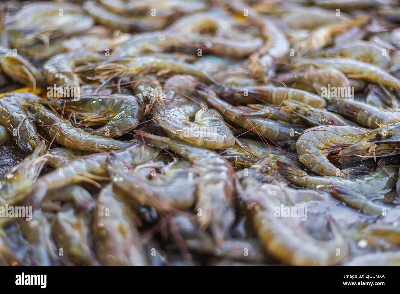 Gamberetti appena pescati sul banco di un pescatore a Kuala Lumpur, Malesia. Il pescato del giorno dalla mattina è venduto fresco la sera. St Foto Stock