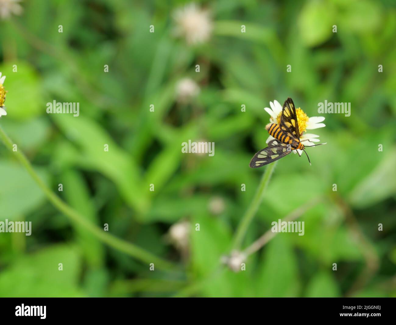 Tiger Grass Borer Butterfly ( Syntomoides imaon ) in cerca di nettare su Spanish Needle Blossom con sfondo verde naturale Foto Stock