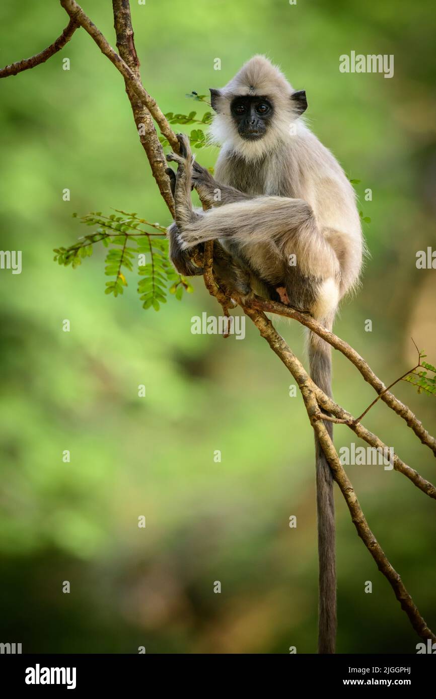 Giovane scimmia grigia tufted langur seduta su un ramo d'albero e guardando la fotocamera. Foto Stock