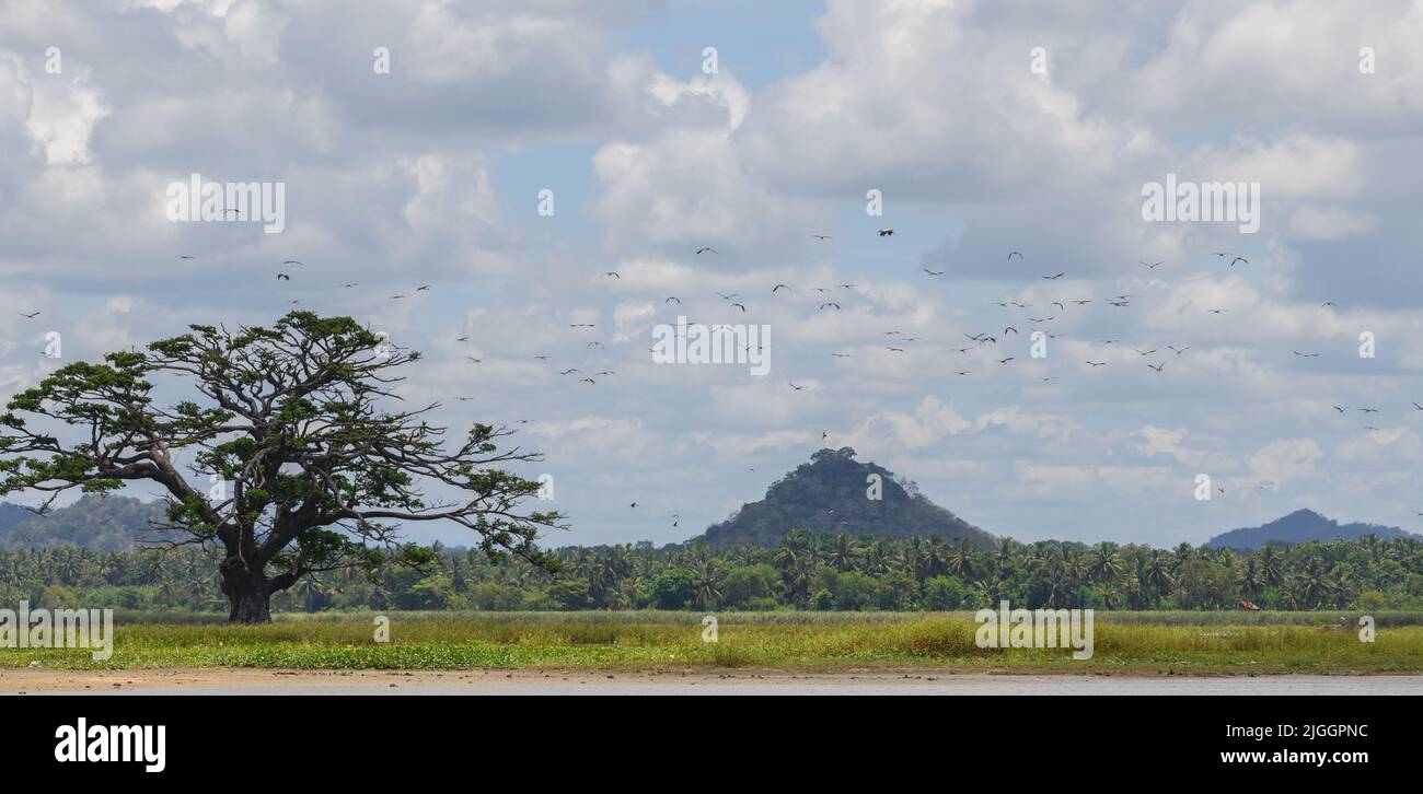 Lontane catene montuose e il grande paesaggio di alberi fotografia. Giorno nuvoloso nei tropici. Foto Stock