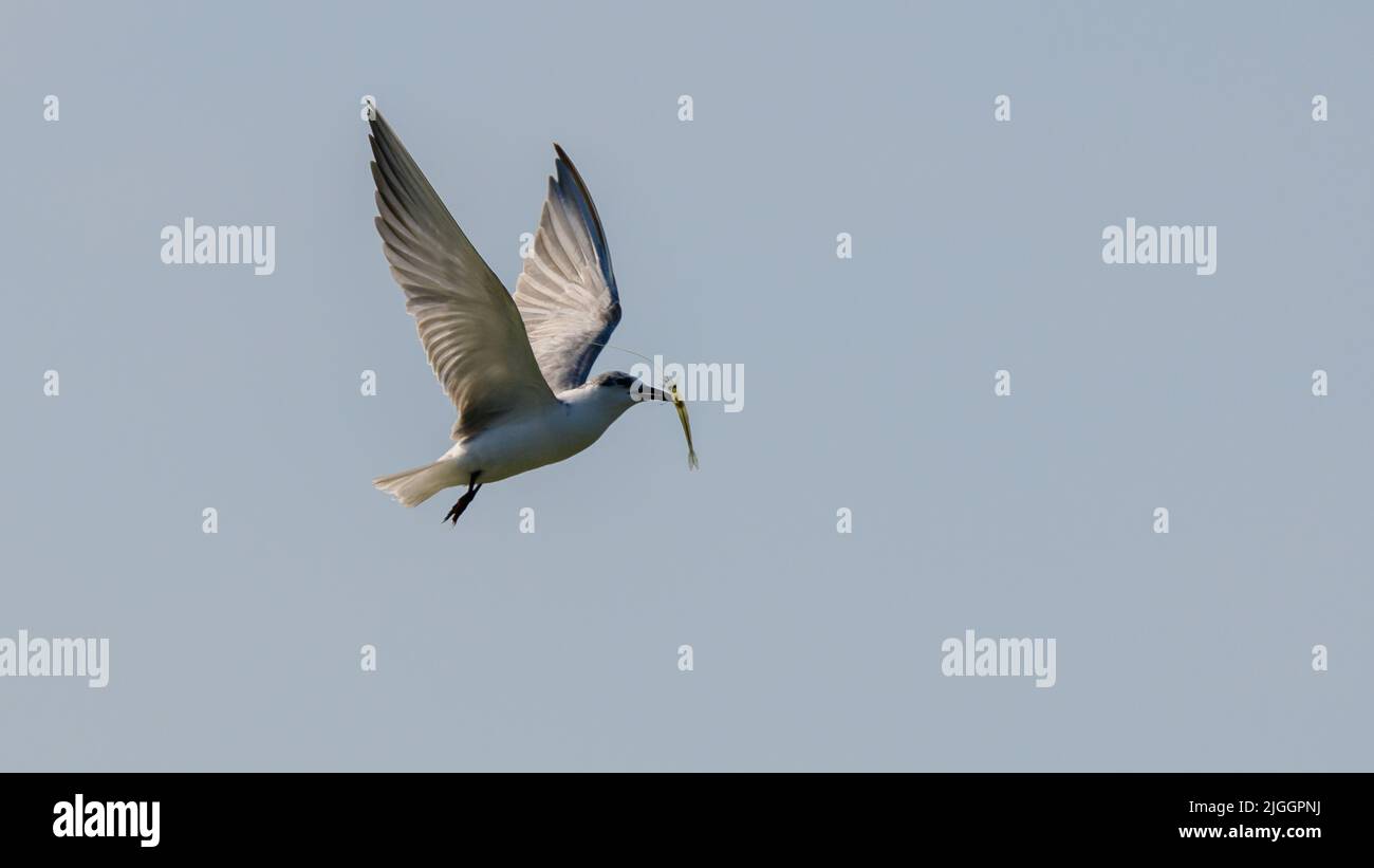 Taverna con un piccolo gambero d'acqua dolce sulle querce, volando via, contro il cielo limpido. Foto Stock