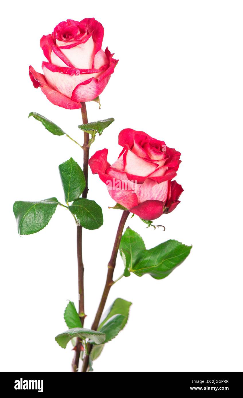 Fiore di rosa con percorso di ritaglio, vista laterale. Belle rose sul gambo con foglie isolate su sfondo bianco. Foto Stock