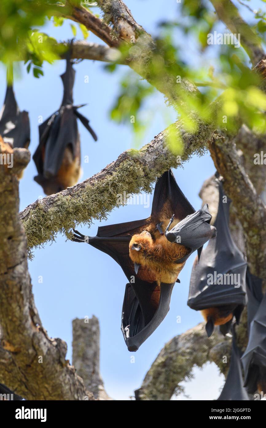 Pipistrelli di frutta giganti che si arrostiscono nel primo piano del giorno. Appesi capovolti in un ramo, Foto Stock