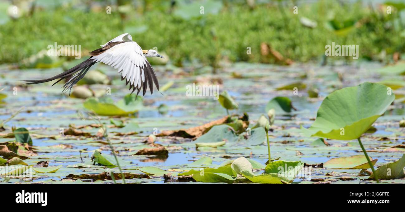 Bellissimo uccello jacana con coda di fagiano in volo, volando sopra la vegetazione nel lago. Foto Stock