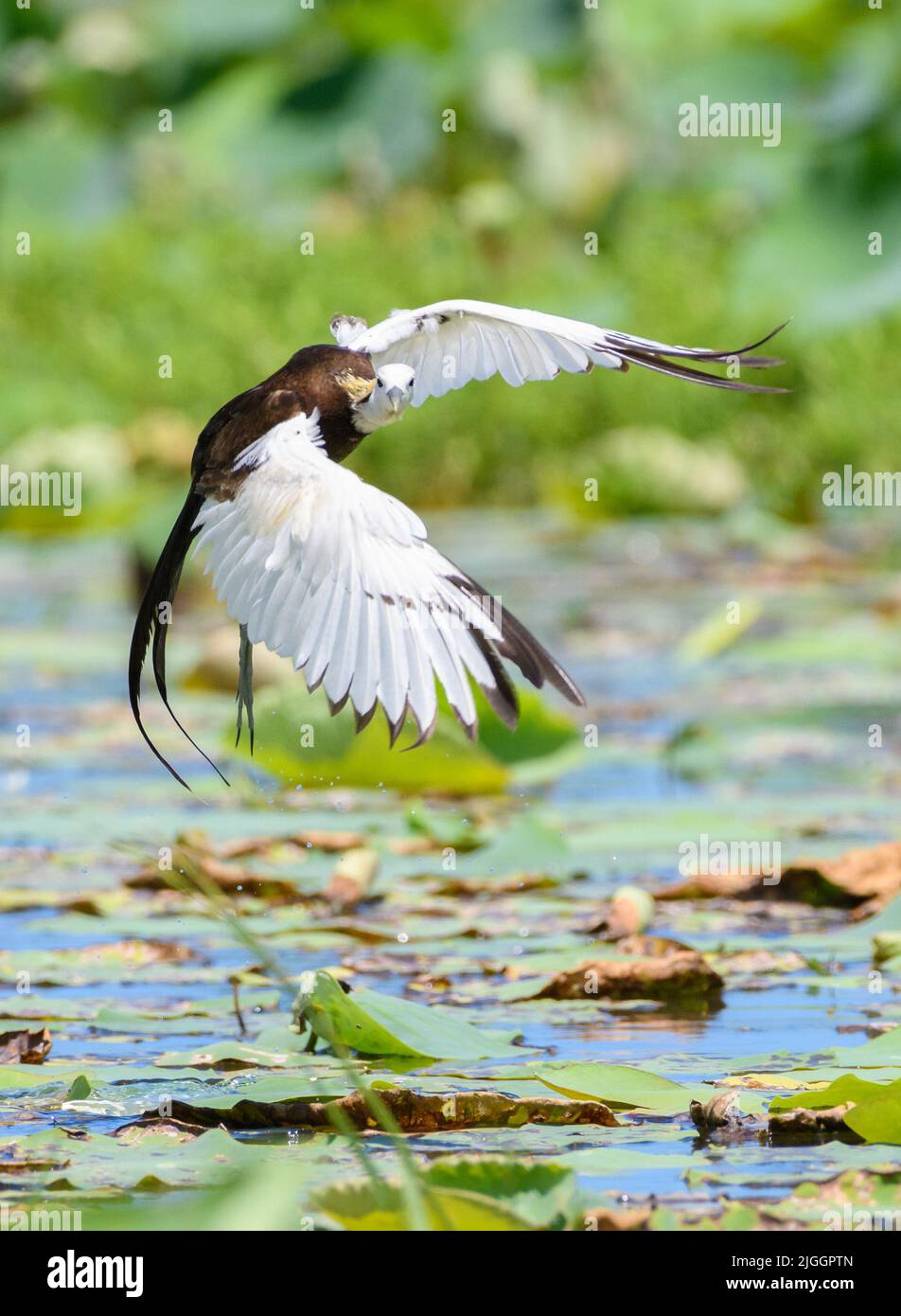 Un bellissimo volo di atterraggio di jacana con coda di fagiano gira e guarda la fotocamera. Atterraggio sulla vegetazione del lago. Foto Stock